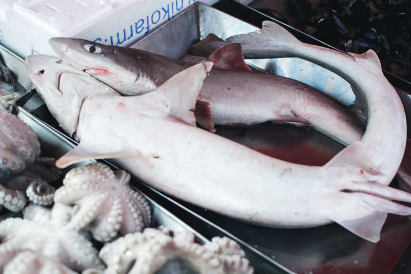海鲜市场小鲨鱼图片