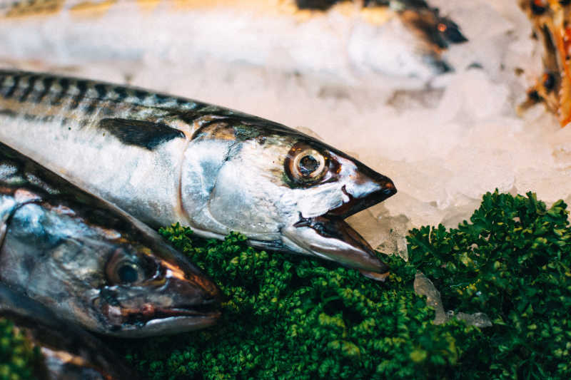 冷藏柜里的鲭鱼