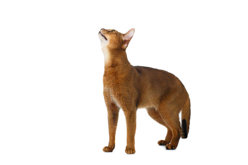 漂亮优雅的阿比西尼亚猫