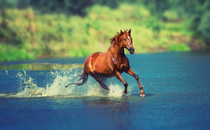 马奔跑图片真实照片图片
