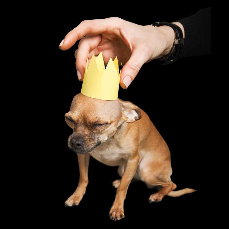 给小狗戴上王冠