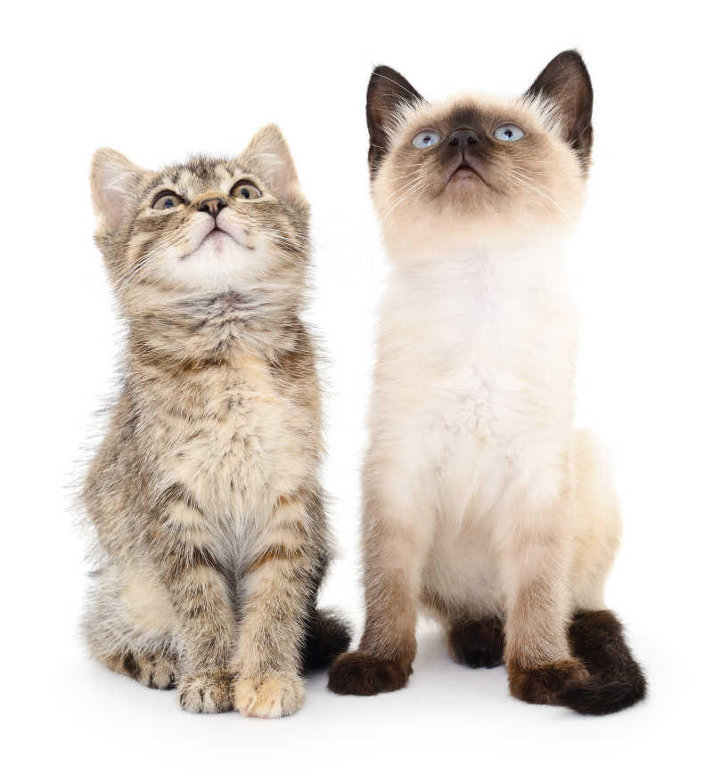 两只可爱的小猫