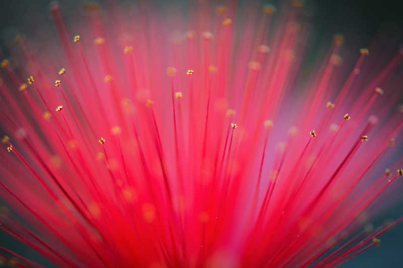 微距镜头下的花芯