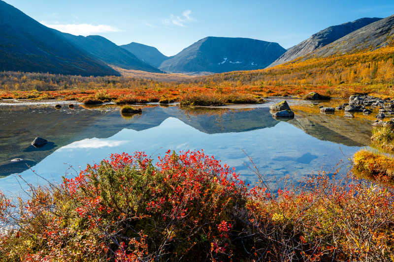 在彼得雷柳斯流五颜六色的苔原和针叶林灌木前景山谷的浅淡水湖