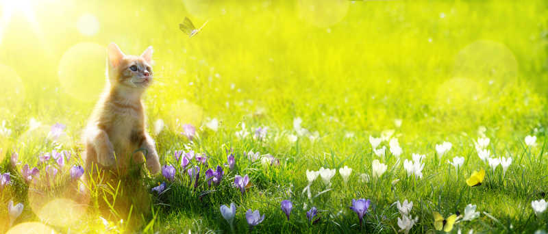 在草坪上玩耍的小猫