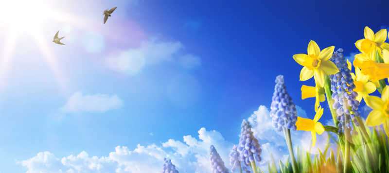 阳光明媚下的花朵