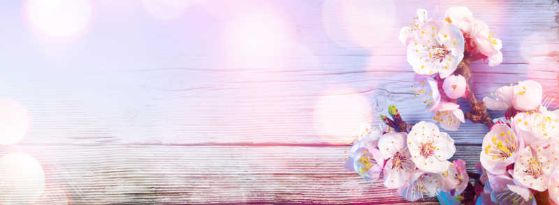 木板上粉红色的樱花