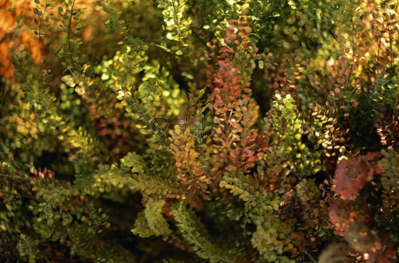 植物上绿色和红色的叶子