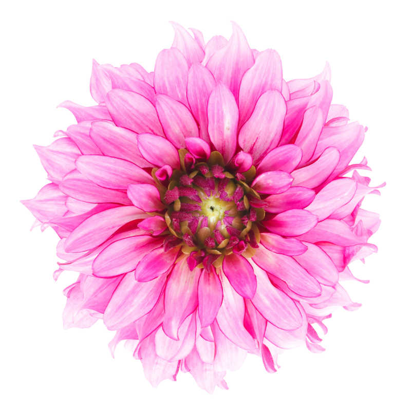 白色背景上的粉红色花朵