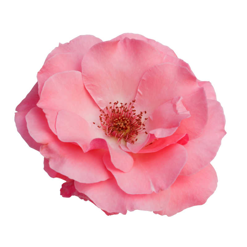 白色背景上粉红玫瑰