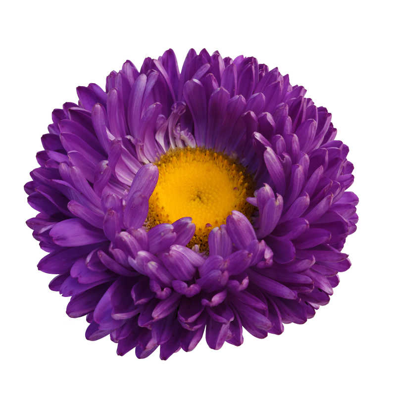 花朵图片 白色背景上美丽的紫色翠菊素材 高清图片 摄影照片 寻图免费打包下载
