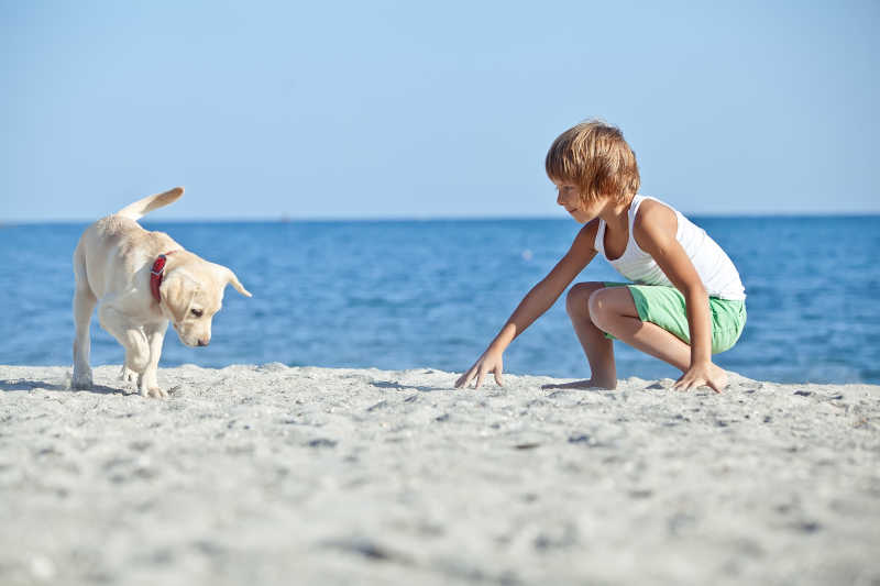 在海滩上开心玩耍的小狗和孩子