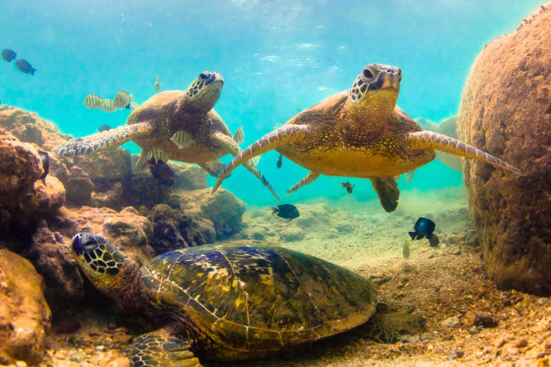 夏威夷海边的海龟