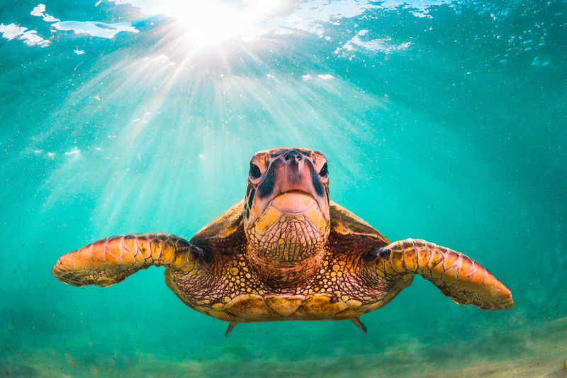 夏威夷海里的海龟
