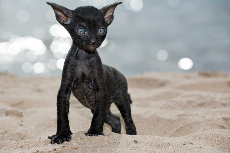 沙滩上的可爱黑色小猫咪
