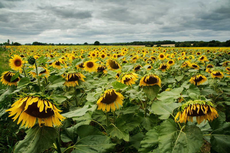 乌云密布的天空下的黄色的向日葵地