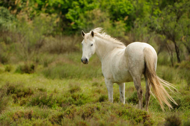 欧洲荒山野岭的马和自然风景