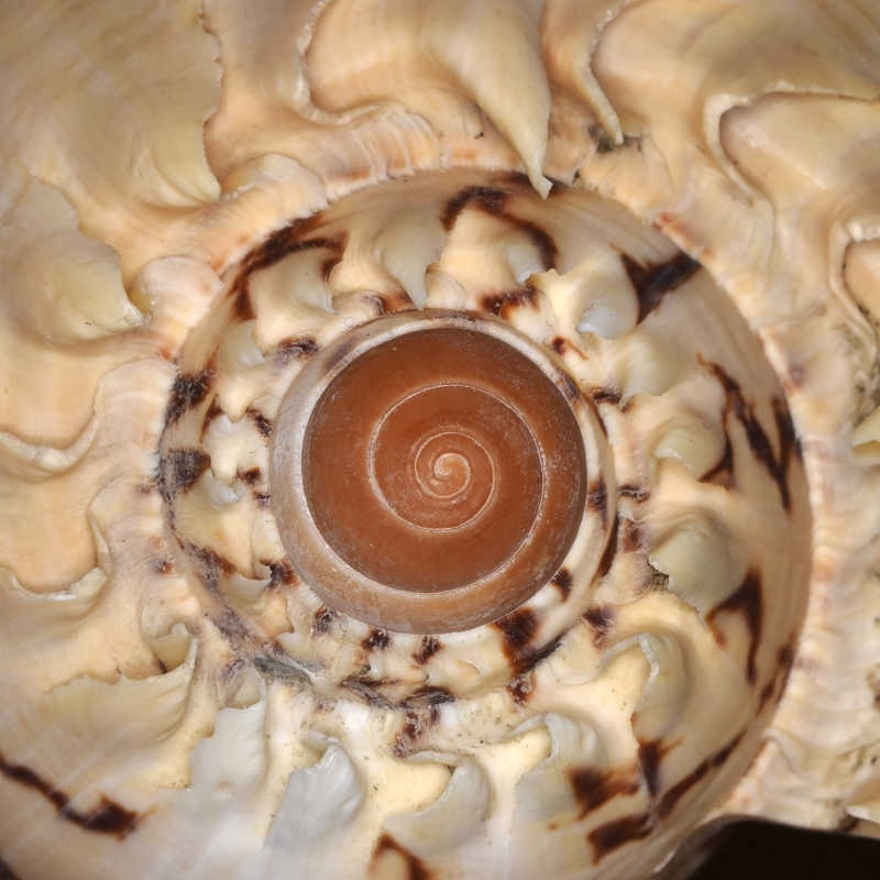 浅黄色螺旋状贝壳