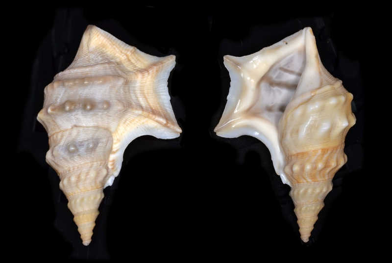 黑色背景下的白色贝壳