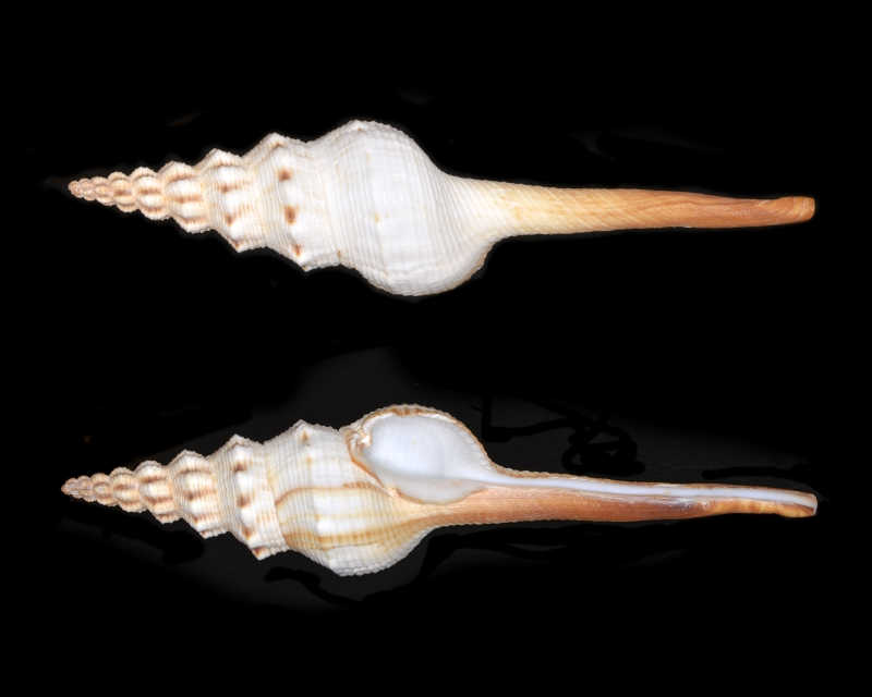 黑色背景下白色的带尖角的贝壳