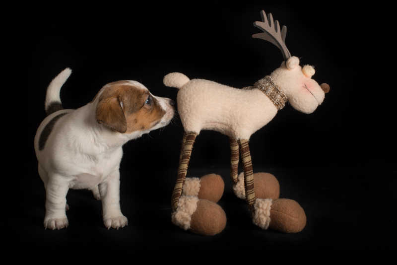 黑色背景下的小狗和它的小鹿玩偶