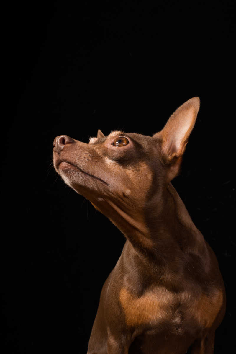 黑色背景下抬头看上方的棕色狗狗