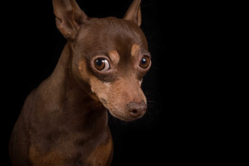 黑色背景下有着大眼睛的棕色小狗