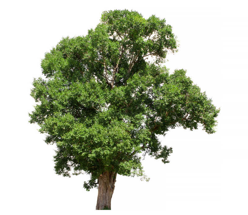 白色背景孤立的茂盛的一颗树