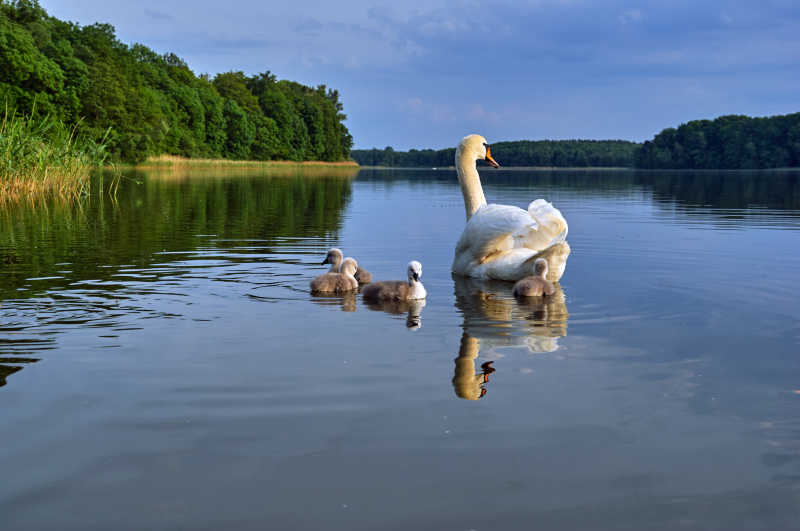 天鹅与它的宝宝