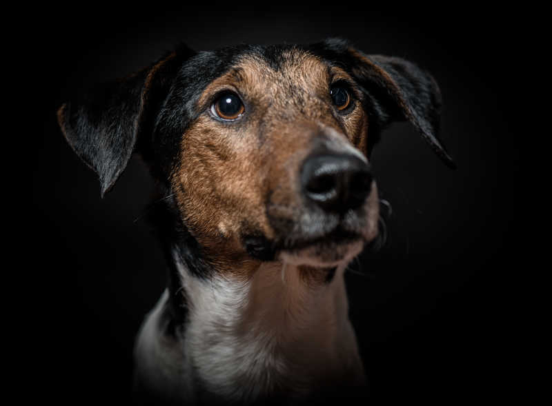 黑色背景下棕色的吐著舌頭的德國牧羊犬