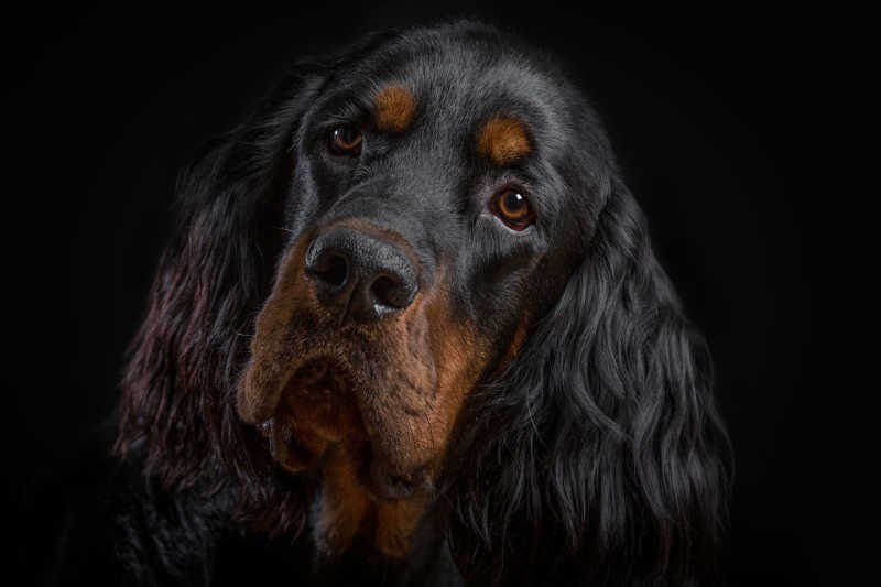 黑色背景下的黑色戈登蹲猎犬