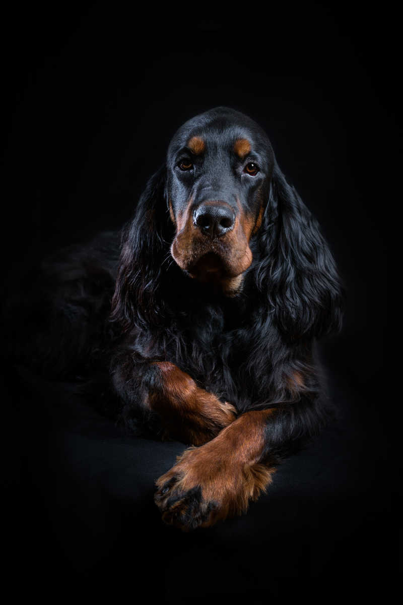 黑色背景下趴着的戈登雪达犬