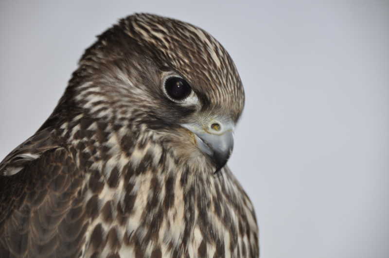 灰色背景前的老鹰头部特写