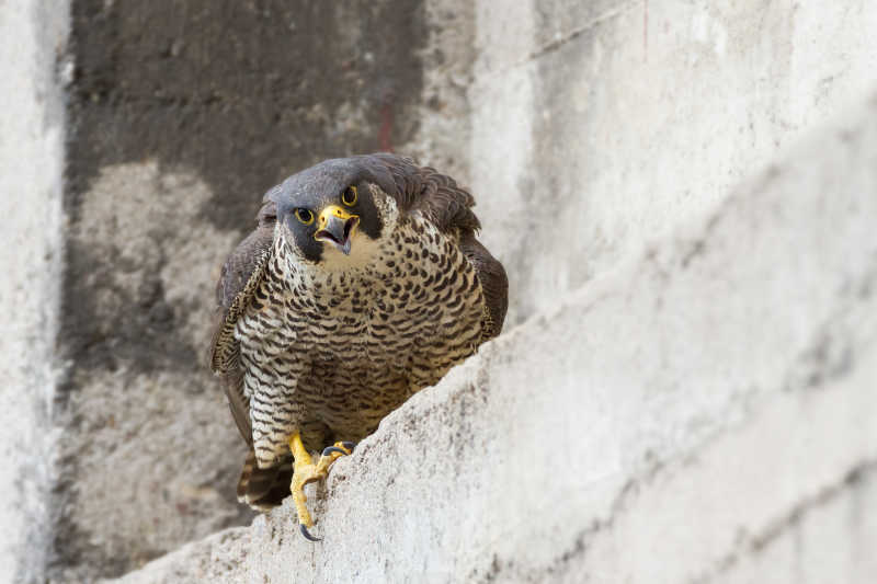 水泥台上的老鹰