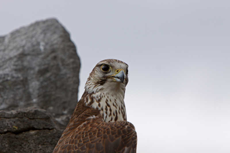户外棕色的老鹰