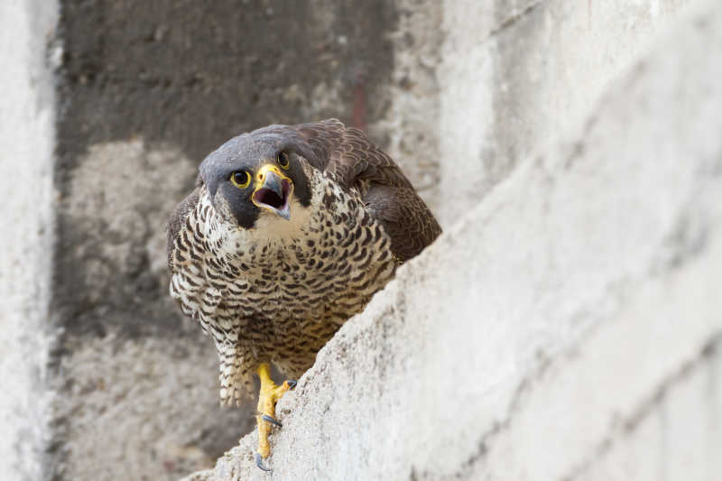 在窗台上的老鹰