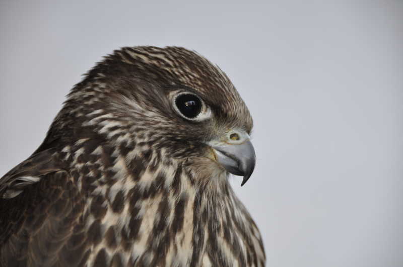 可爱的老鹰头部特写