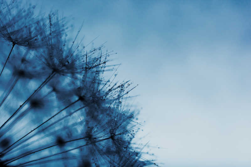 蒲公英抽象青色背景