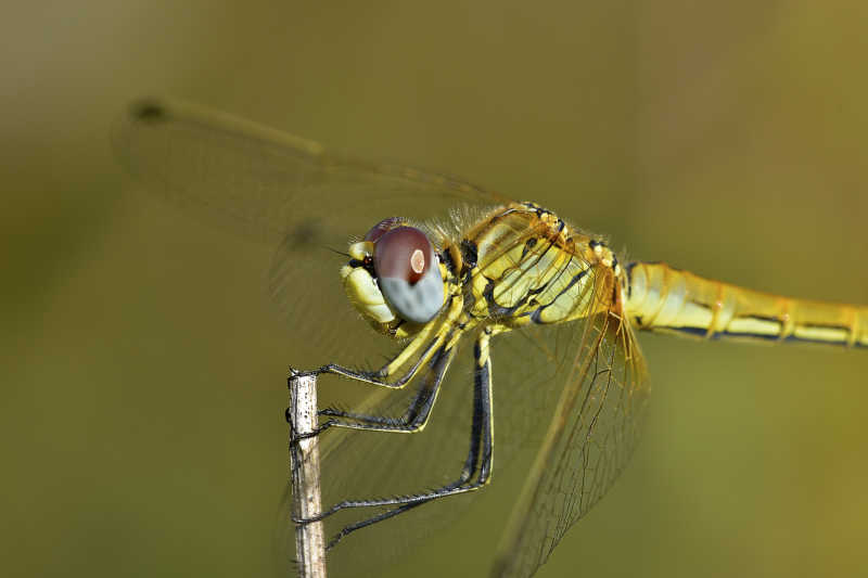 大自然中的黄色蜻蜓