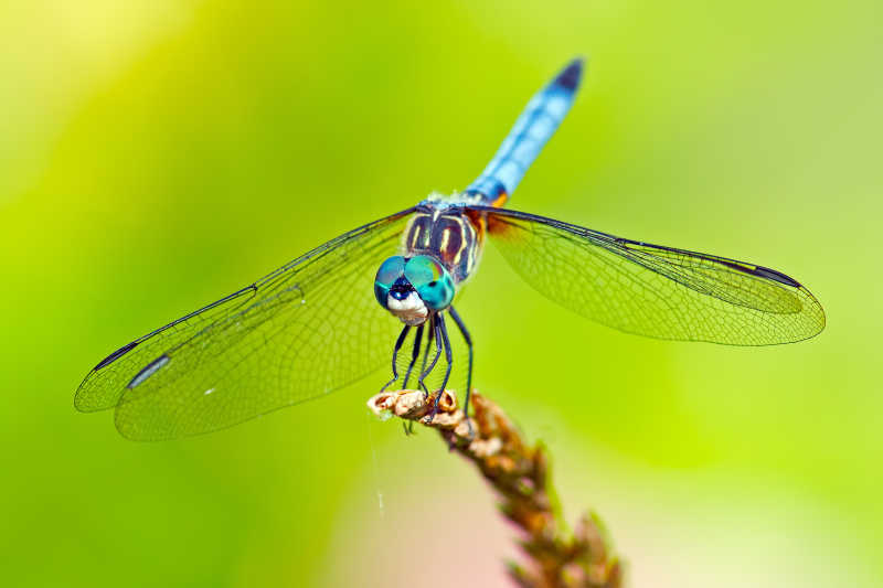 竖起翅膀的蓝色蜻蜓