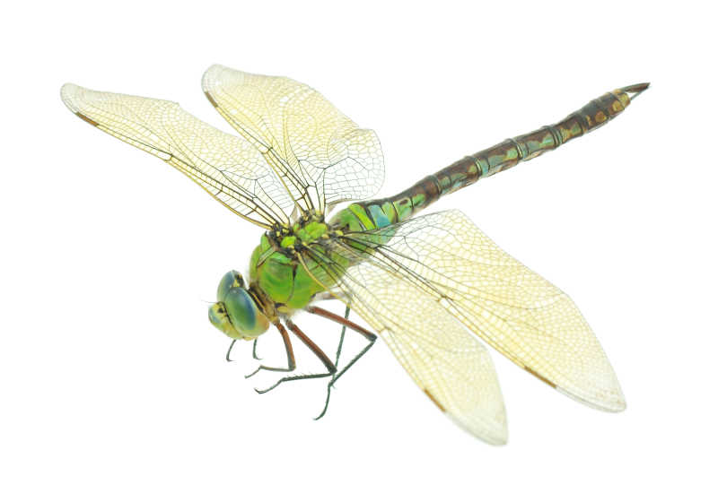 东北大绿豆蜻蜓图片