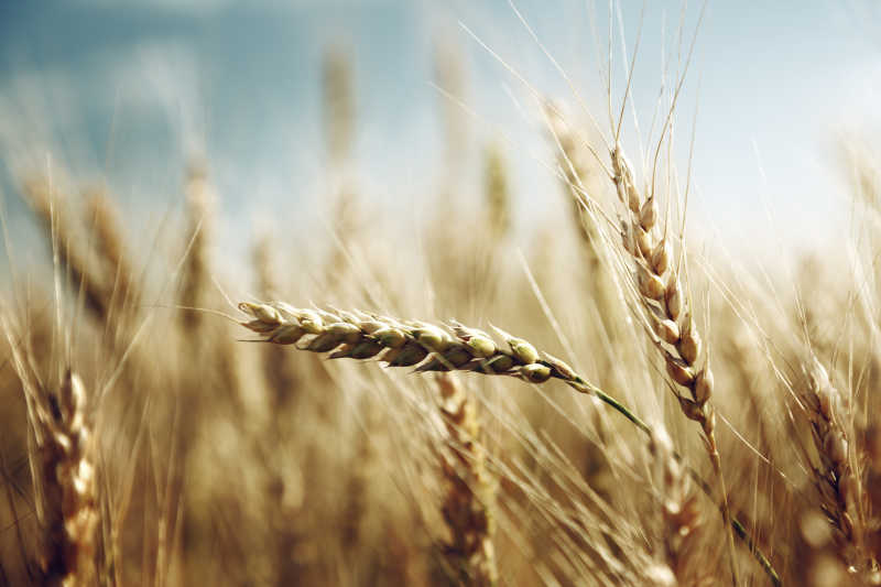 阳光下的金色麦田