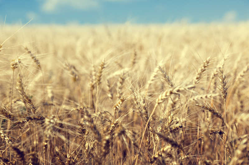 成熟的麦田和晴天