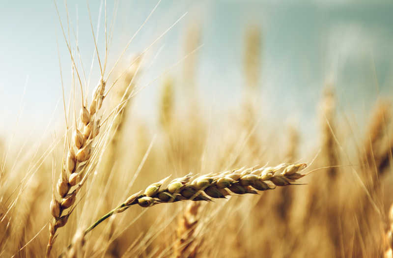 金色小麦田和艳阳天