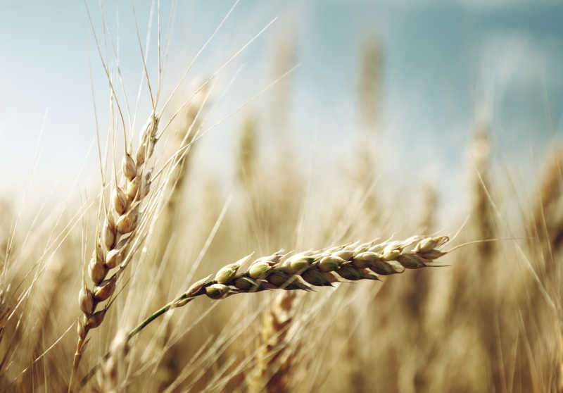 艳阳天下的金色麦田