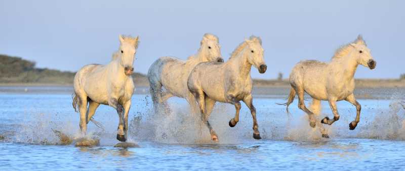 四匹白马在水中奔跑