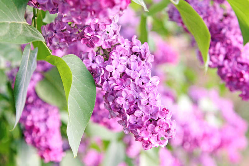丁香花图片 自然中的紫丁香花特写素材 高清图片 摄影照片 寻图免费打包下载