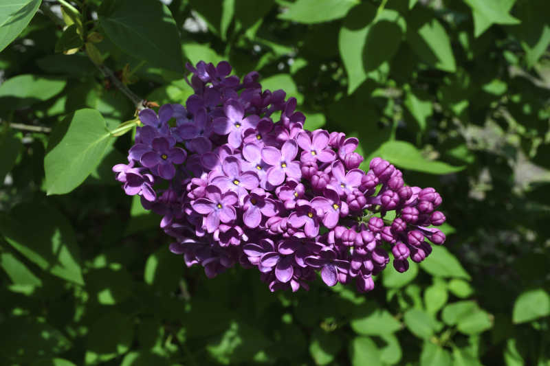 树荫下盛开的丁香