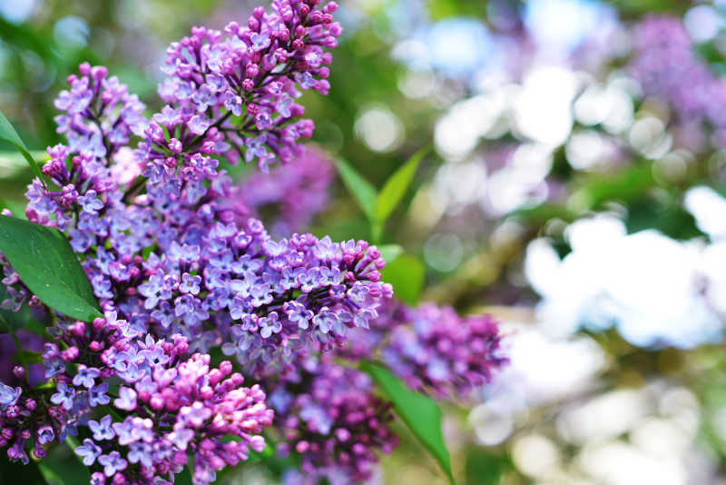 五月天的紫丁香