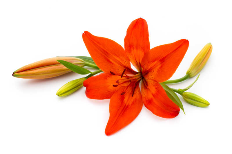 红色的百合与它的花蕾